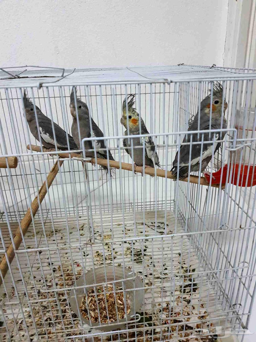 4 طيور كروان64464859808131110