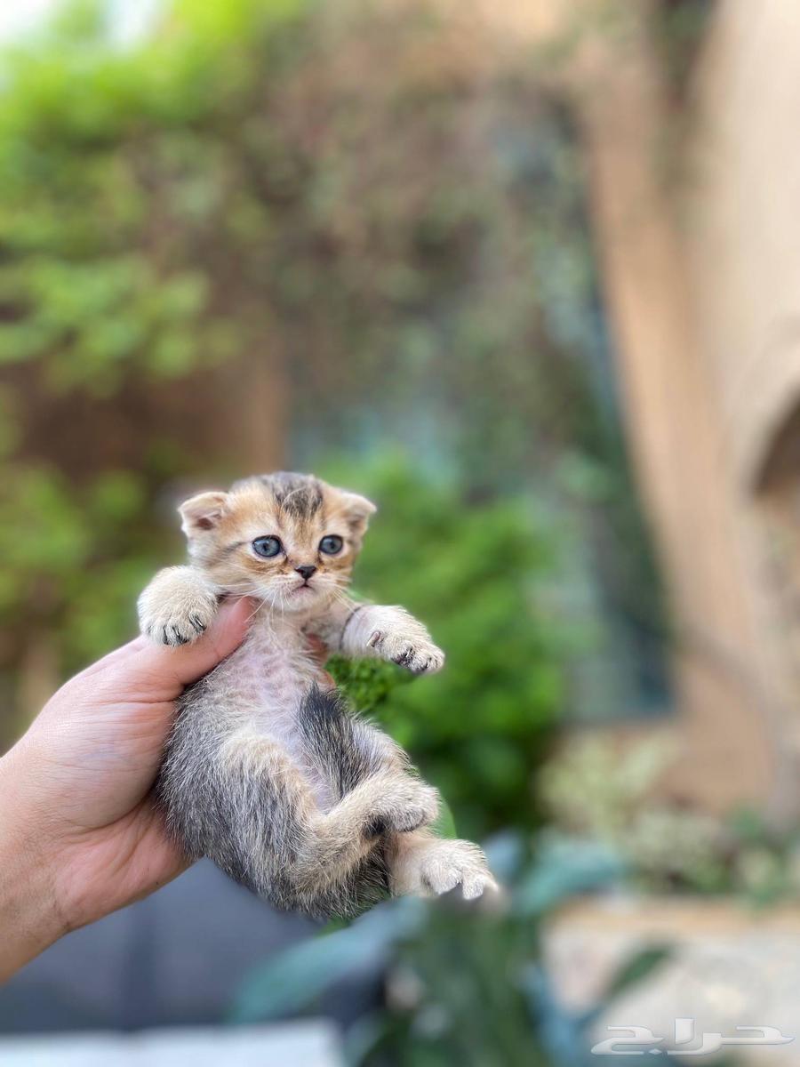 كيتن سكوتش فولد مطعمين للبيع لا يوجد تبني64464465213442111