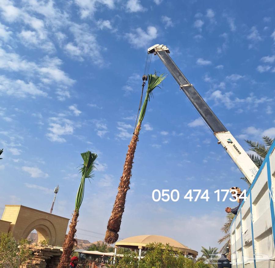 نخل واشنطني زينه64467844182145114