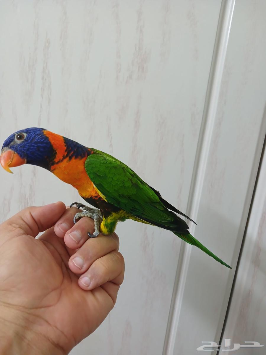 Tame weaned lorikeet bird64465451481602112