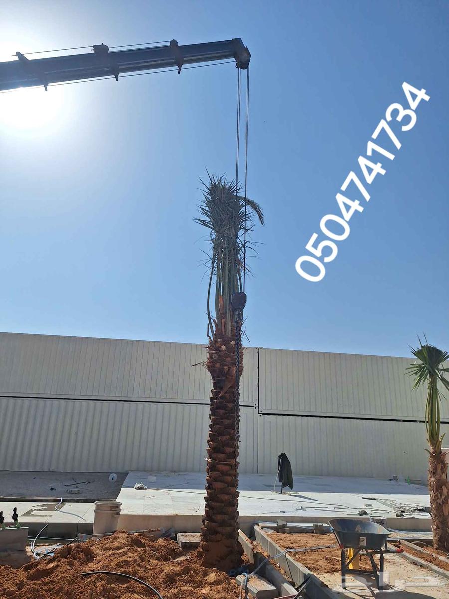 نخل واشنطني زينه64467844182145113