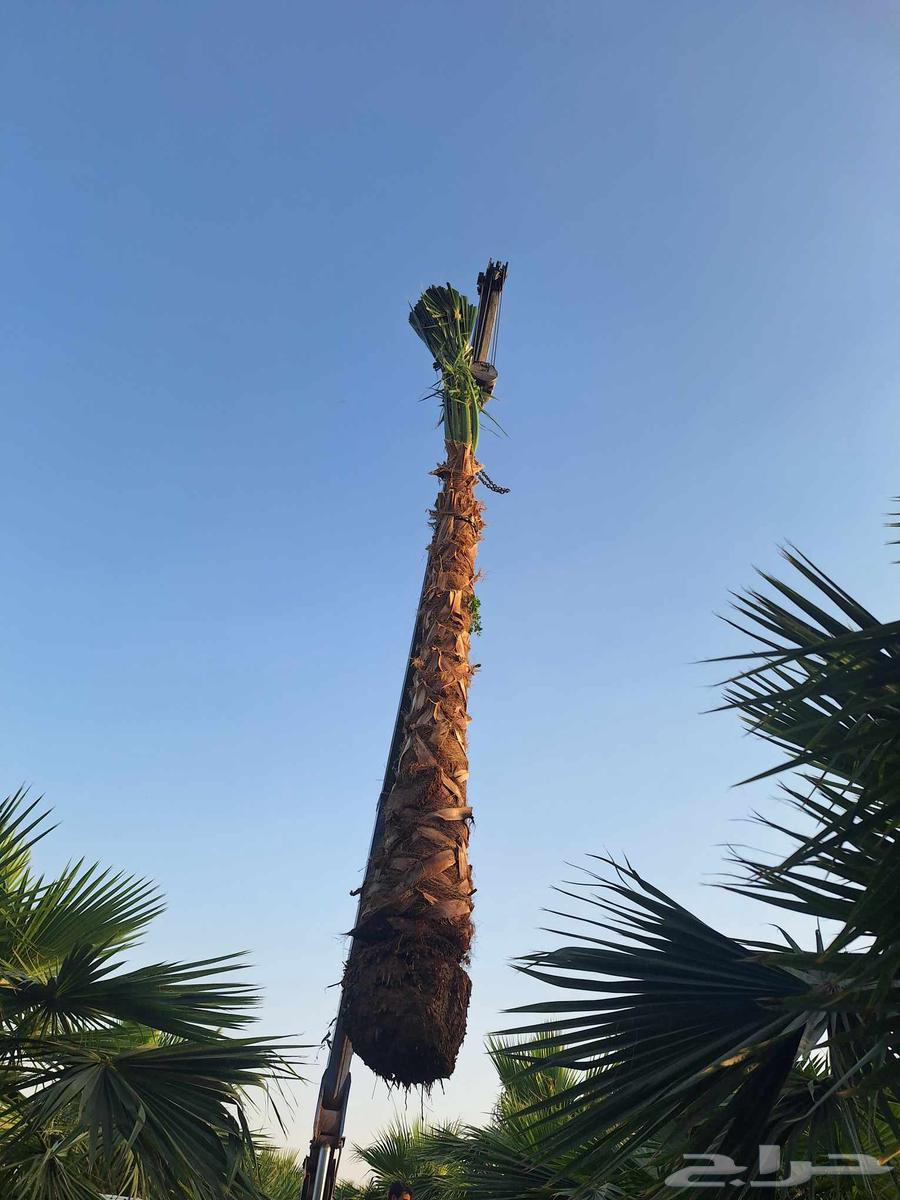 نخل واشنطني زينه64467844182145110