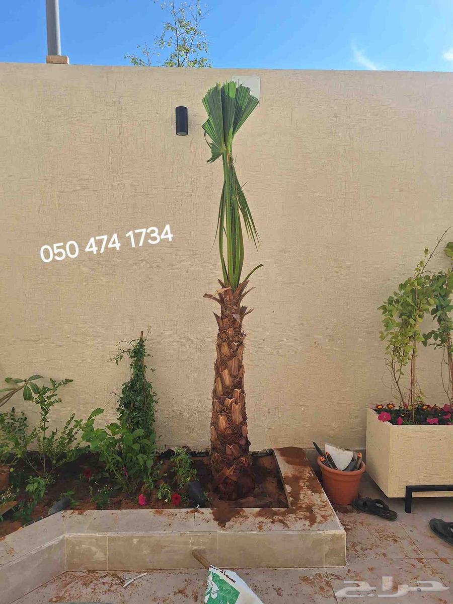 نخل واشنطني زينه64467844182145112