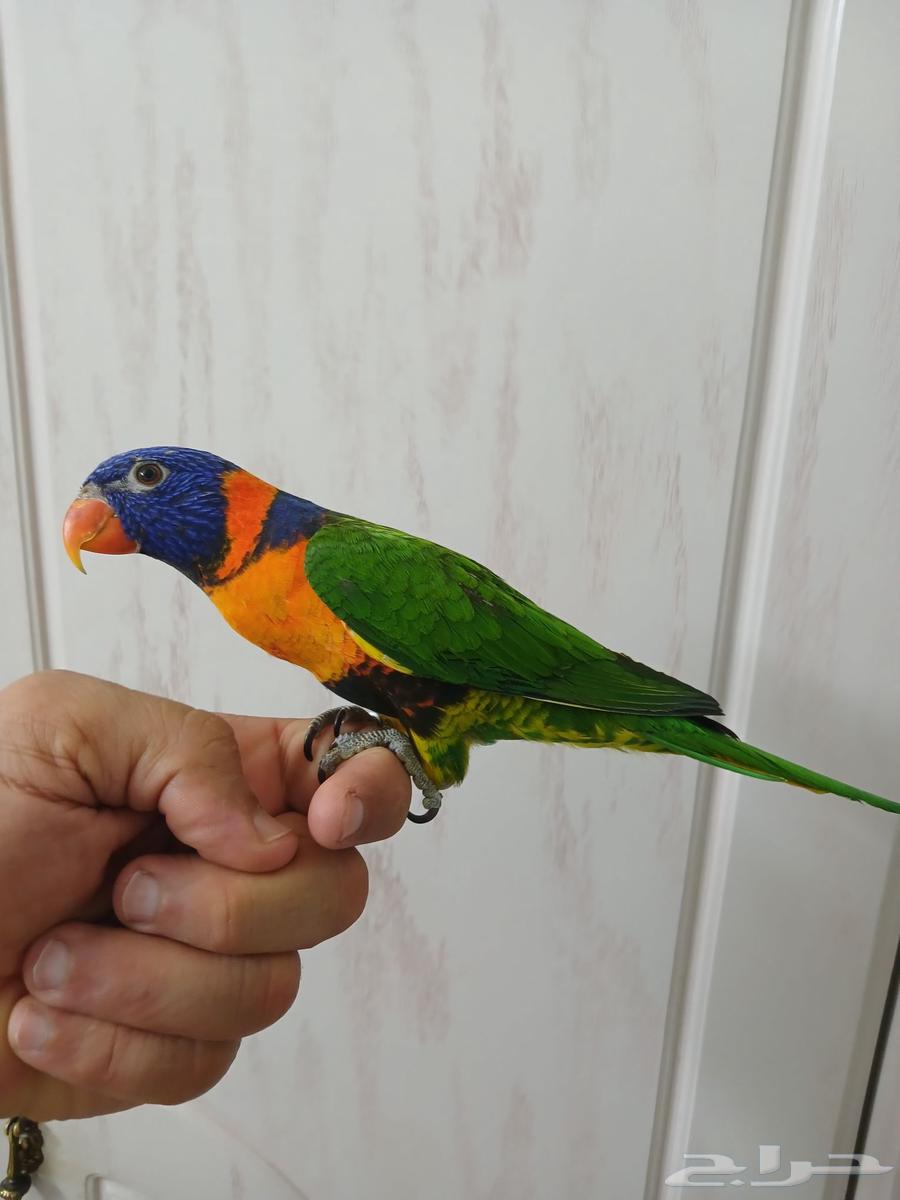 Tame weaned lorikeet bird64465451481602110