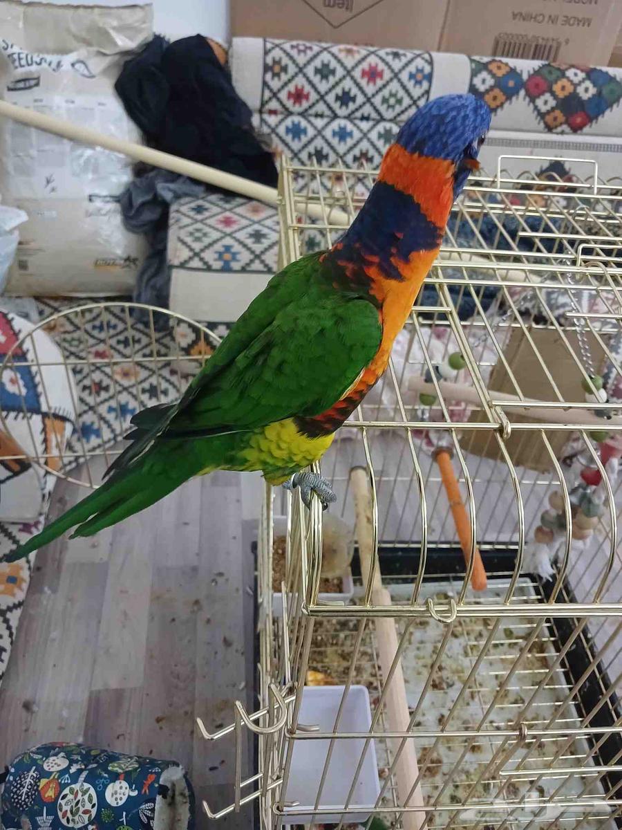 Tame weaned lorikeet bird64465451481602114