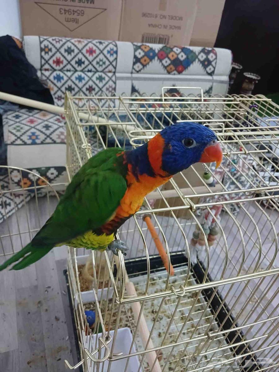 Tame weaned lorikeet bird64465451481602113
