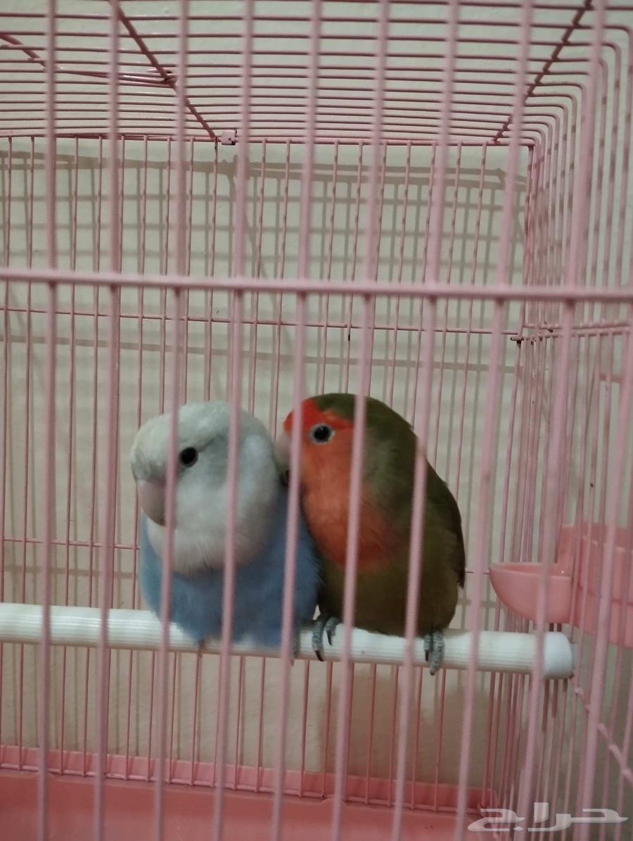 روز حبتين64471430499459110