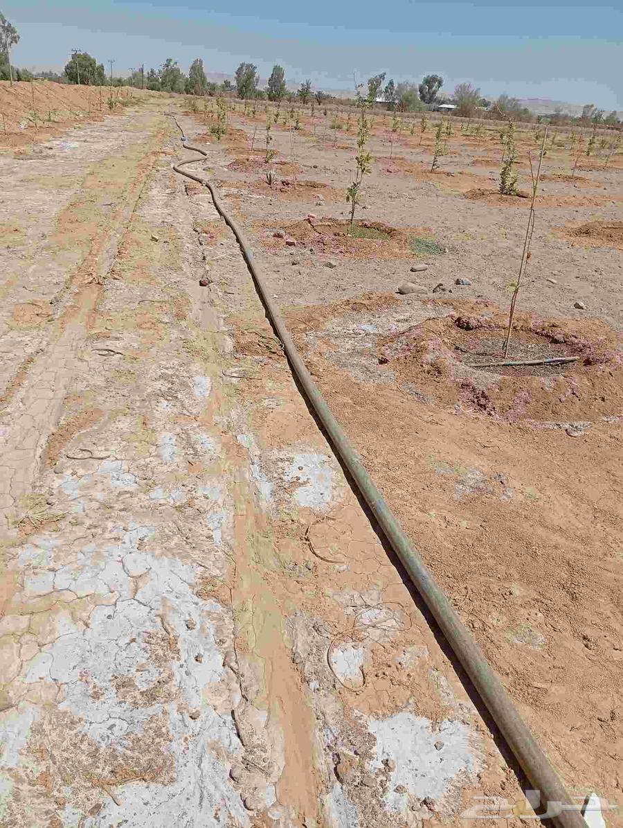 أغراض للبيع.شبك سياره غمارتين.سماده زراعيه 2بستم.لي زراعي 2ب64466698090882110