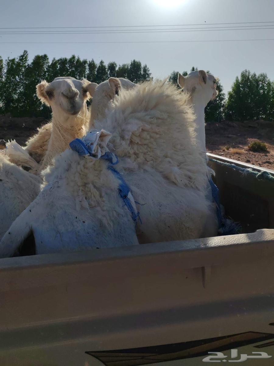 Chair stuffing64468357119874112