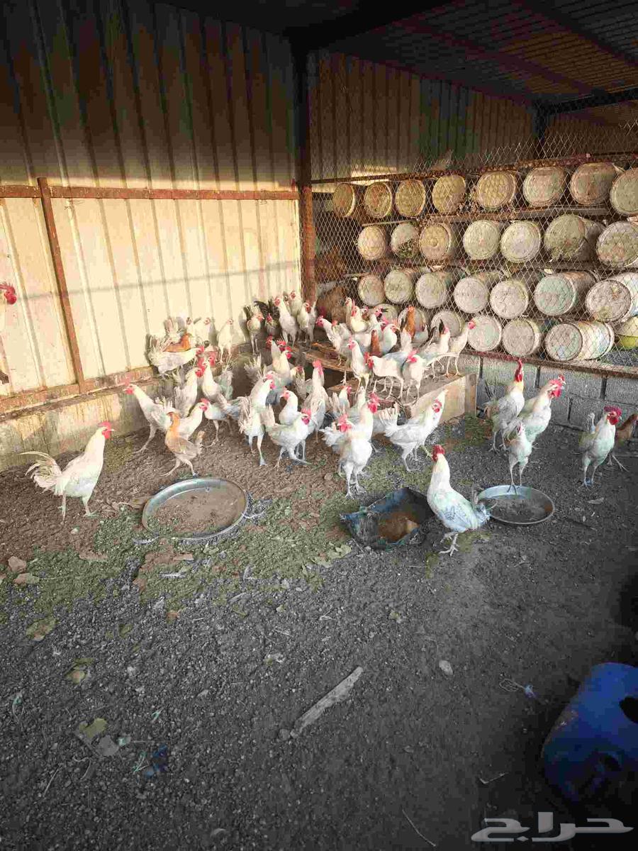 ديوك فيومي للبيع64467676773121111