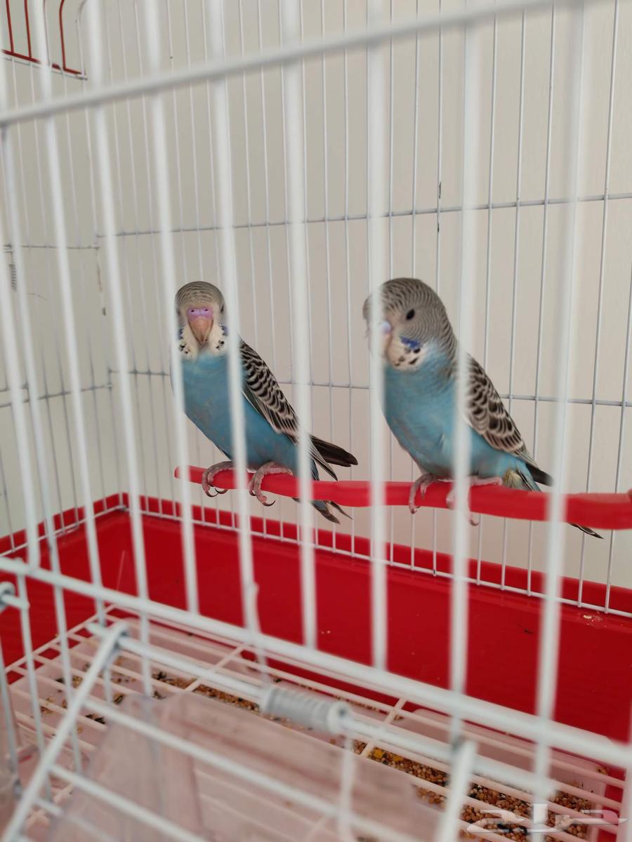 جوز بادجي جديد64466179167490110