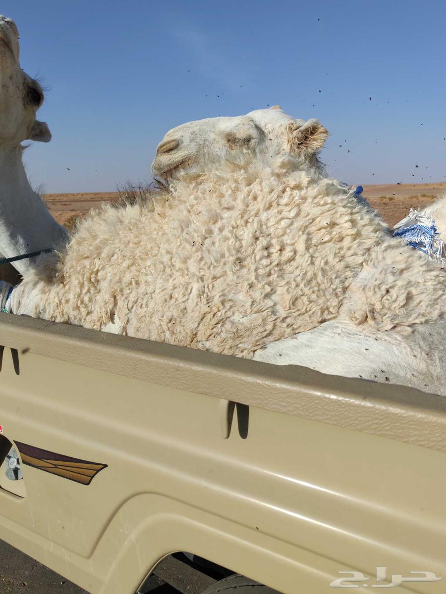 Chair stuffing64468357119874111