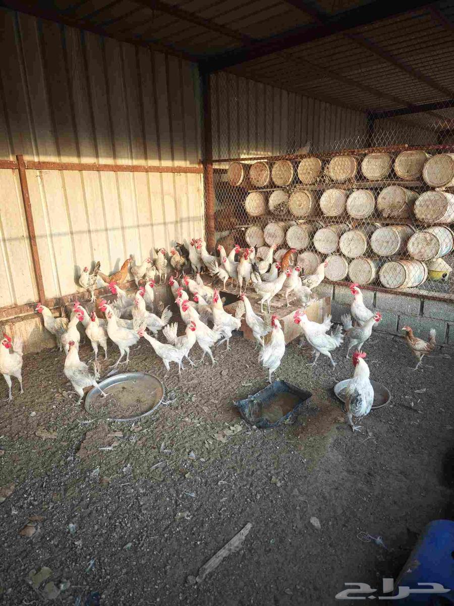 ديوك فيومي للبيع64467676773121110