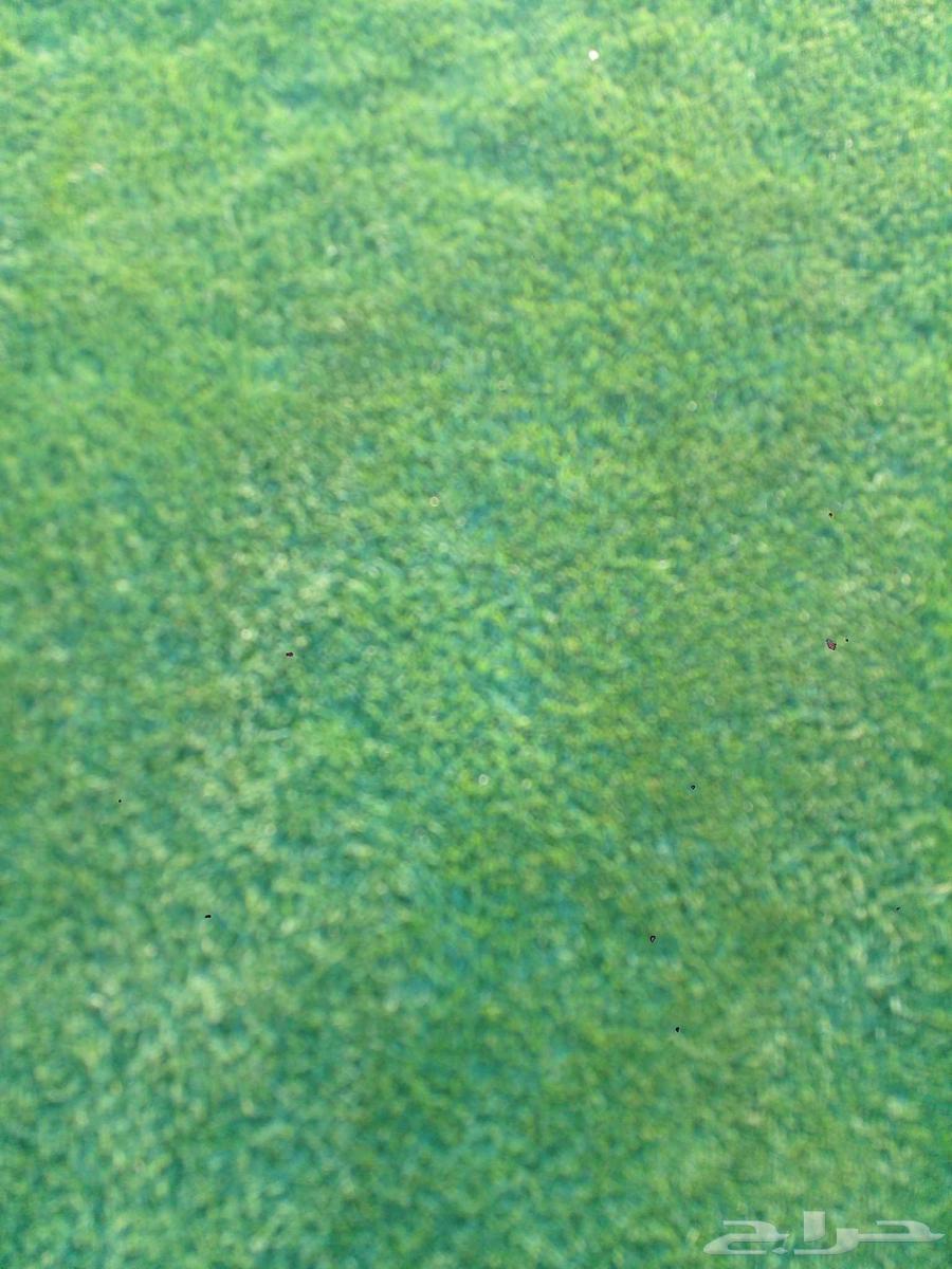 Natural turf C2000 first grade pure and clear as required, beautiful appearance and greenery heat and cold resistant64467130107265110