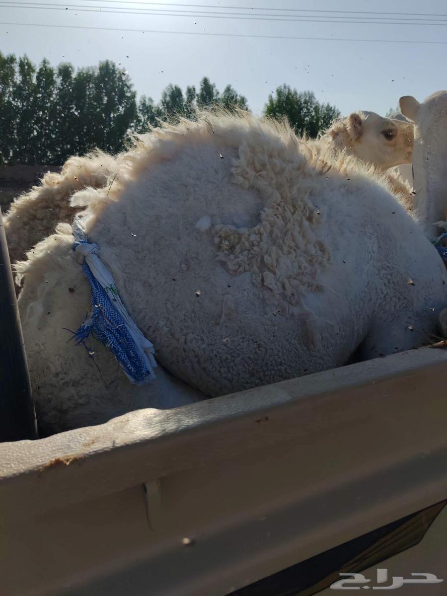 Chair stuffing64468357119874113