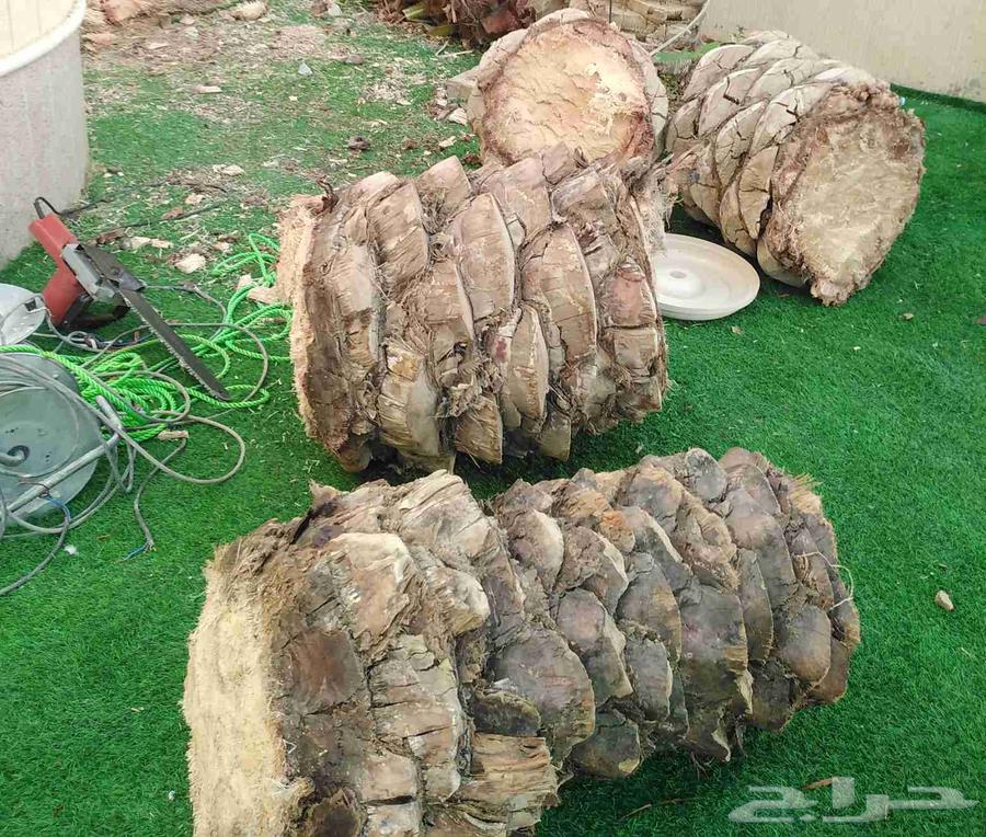 ازاله وترخيل نخل الميت وتنظيف64380957734529110