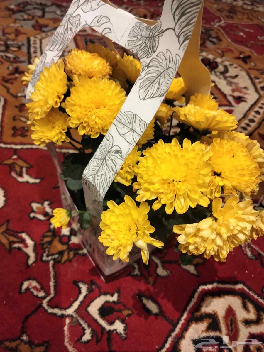 Seedling64471526545538110