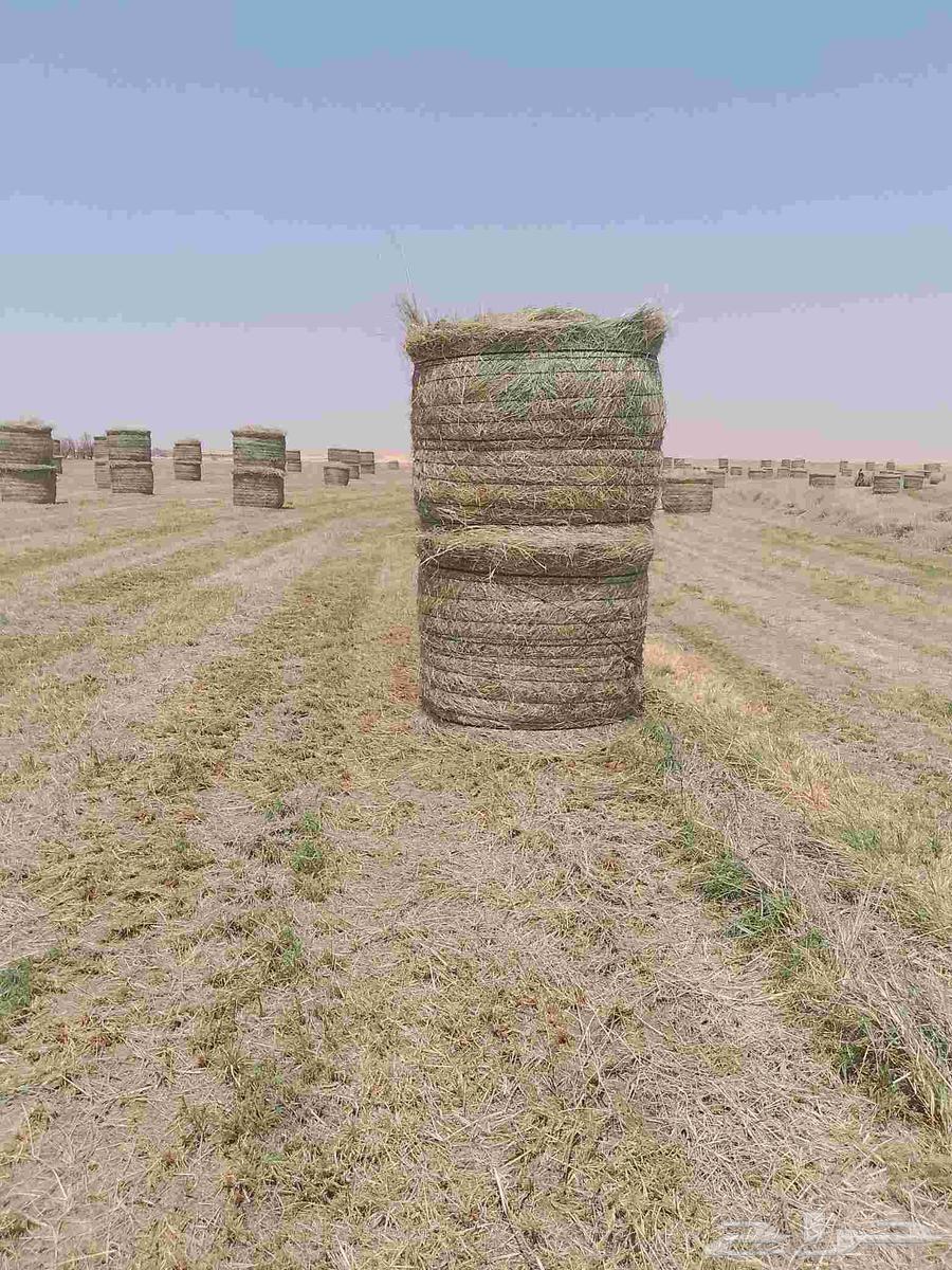 Hello and God's mercy, new smooth and pleasant Rhodes rolls64469683337603112