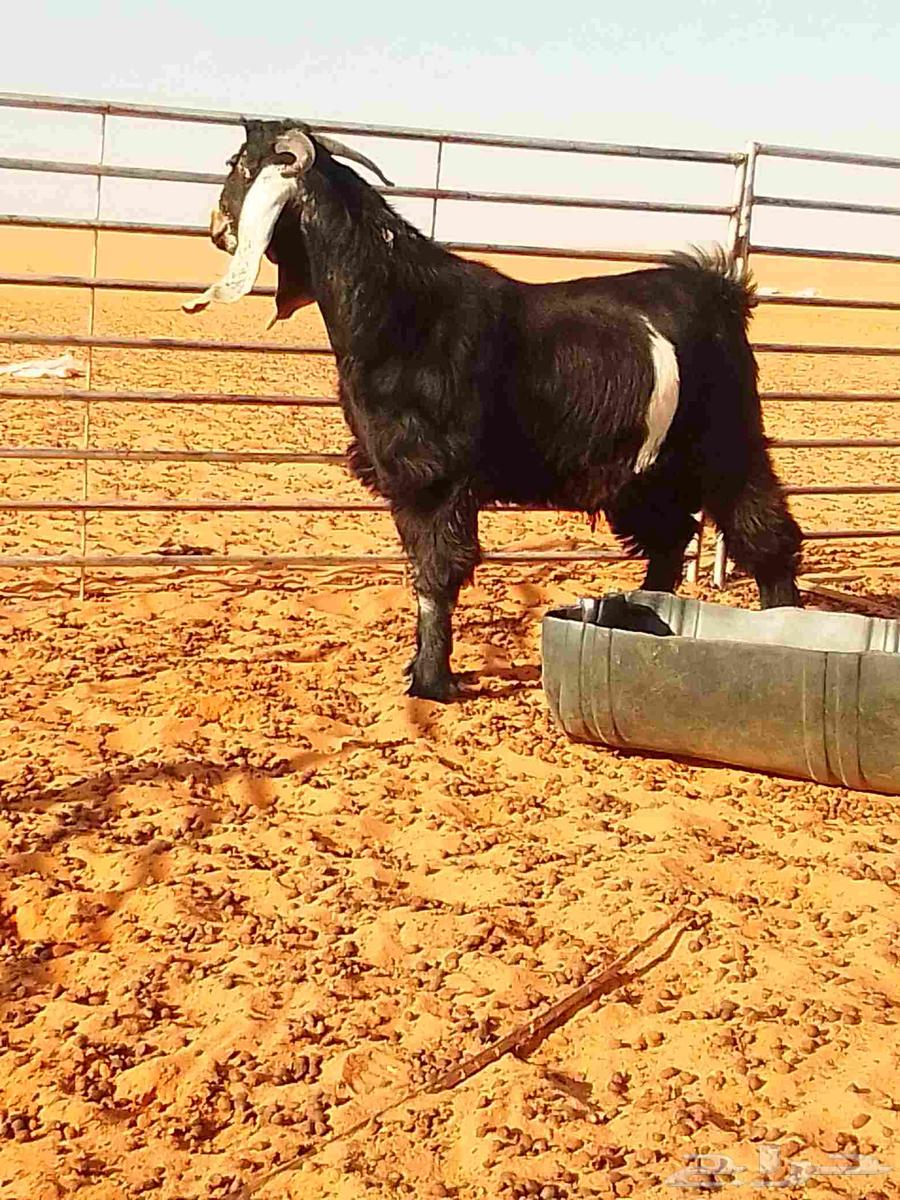 تيس فحل للبيع64467214508419111