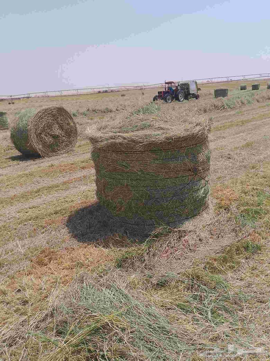 Hello and God's mercy, new smooth and pleasant Rhodes rolls64469683337603114