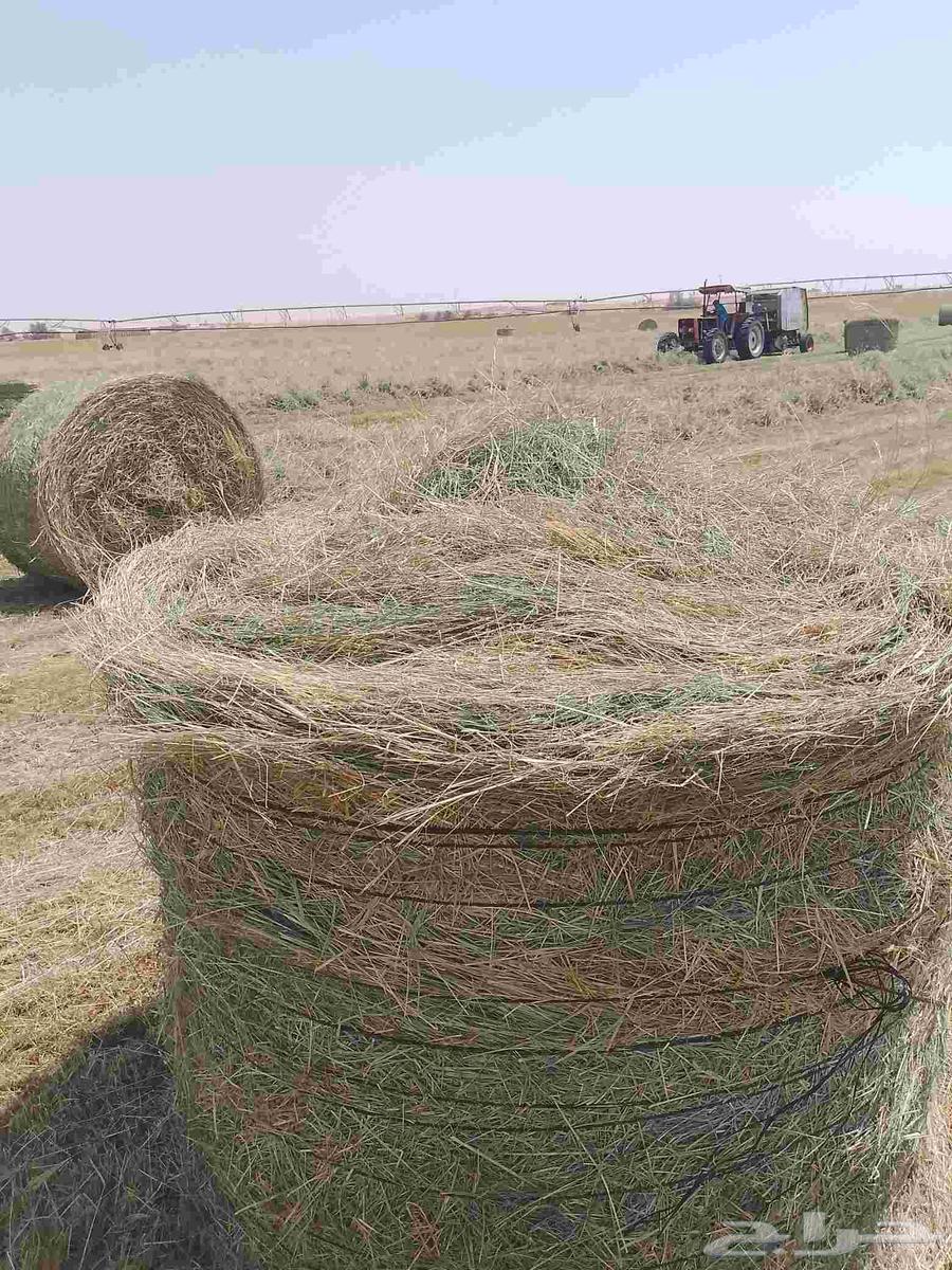 Hello and God's mercy, new smooth and pleasant Rhodes rolls64469683337603110