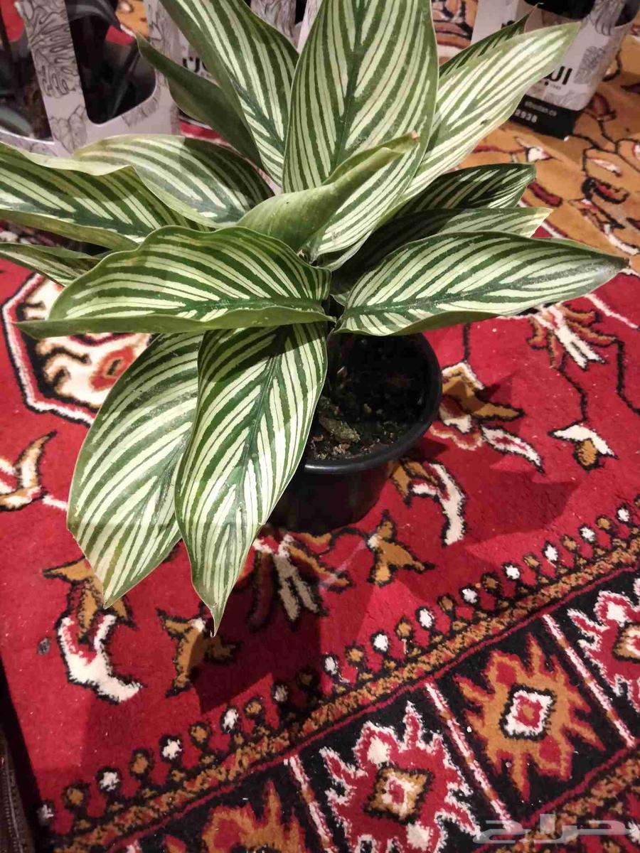 Seedling64471526545538112