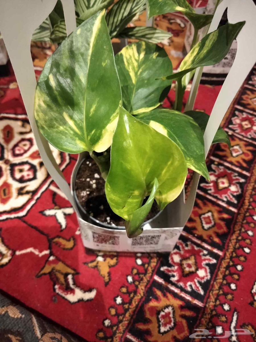 Seedling64471526545538113