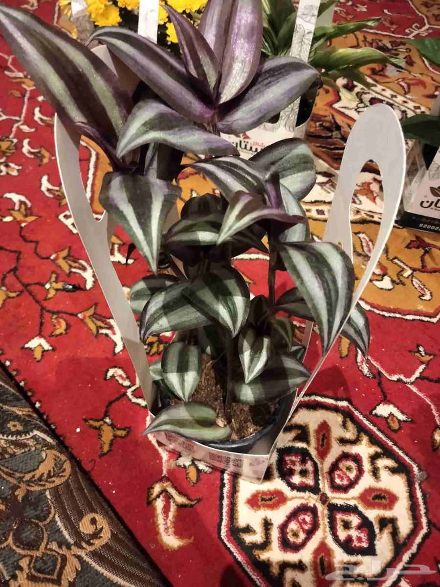 Seedling64471526545538111