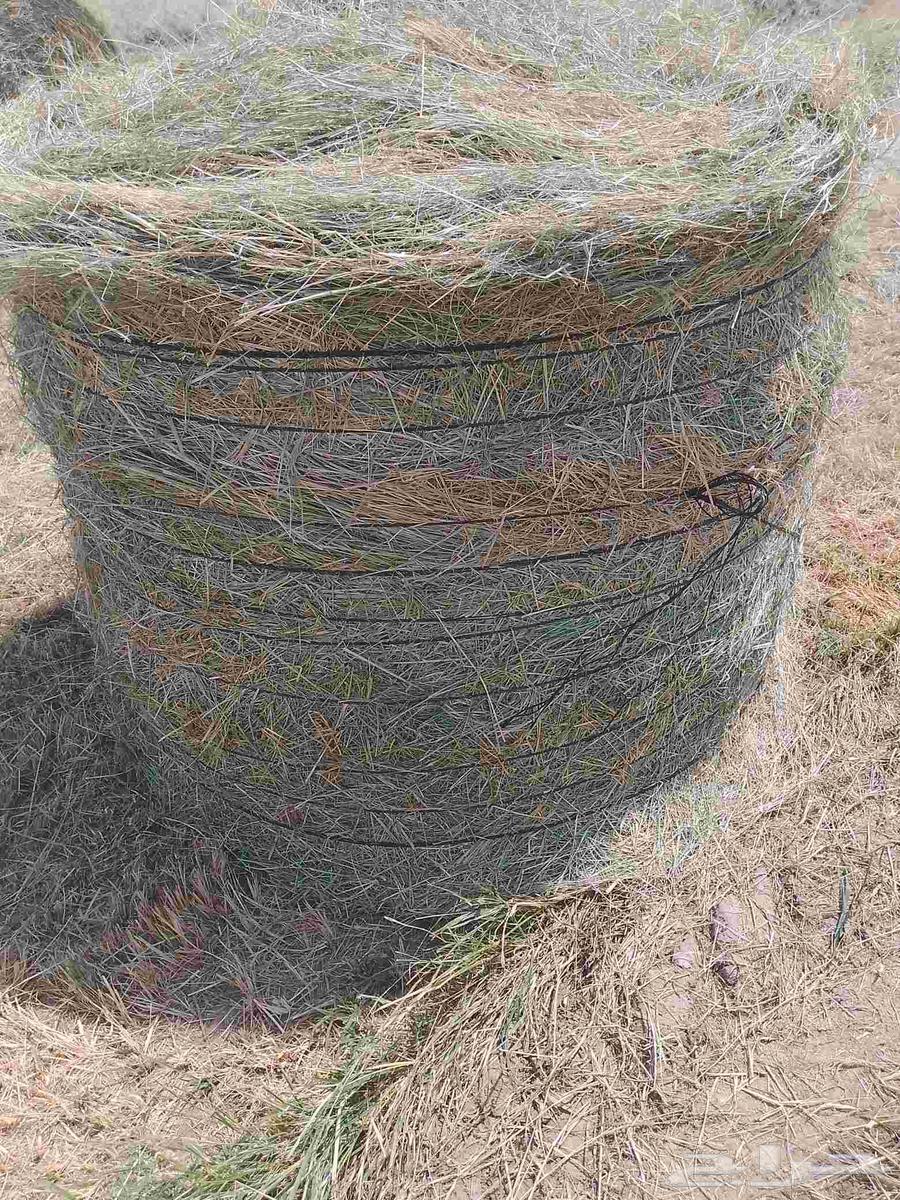 Hello and God's mercy, new smooth and pleasant Rhodes rolls64469683337603113