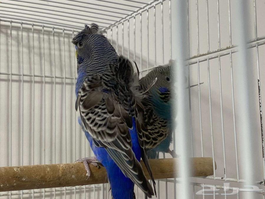 زوج بادجي هوقو بلاك فيس اسود الوجه64466418434561112