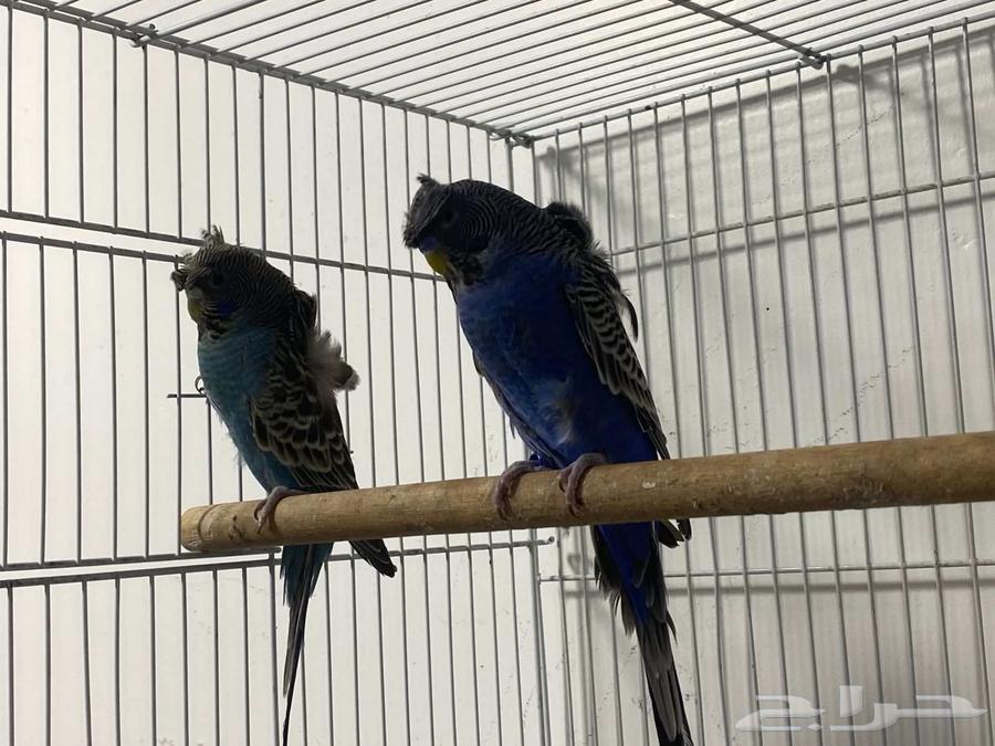 زوج بادجي هوقو بلاك فيس اسود الوجه64466418434561114