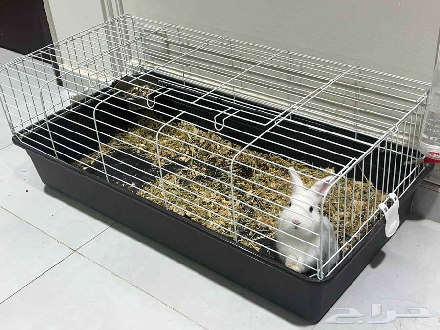 Dwarf Rabbit64471361962115113