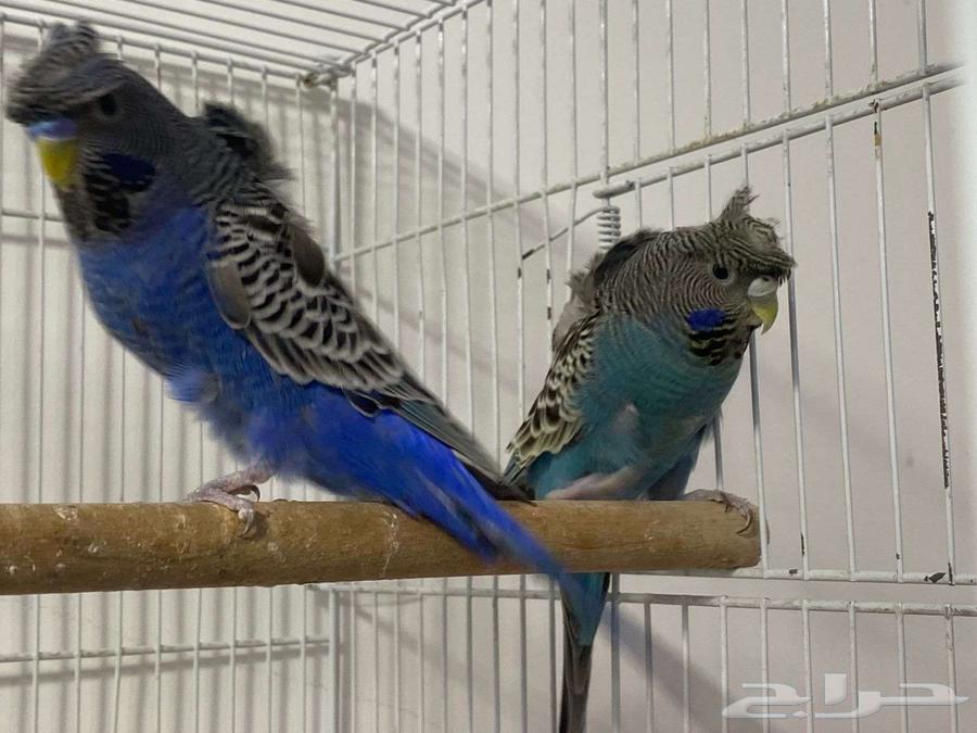 زوج بادجي هوقو بلاك فيس اسود الوجه64466418434561111