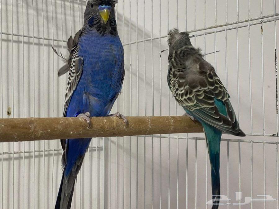 زوج بادجي هوقو بلاك فيس اسود الوجه64466418434561110