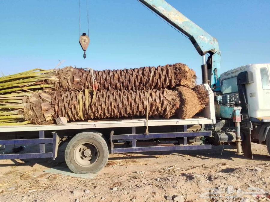 Date palm trees for sale, fruitful palm trees, Khalas, Sukkari, Birihi64468092819074112