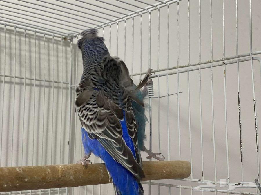 زوج بادجي هوقو بلاك فيس اسود الوجه64466418434561113