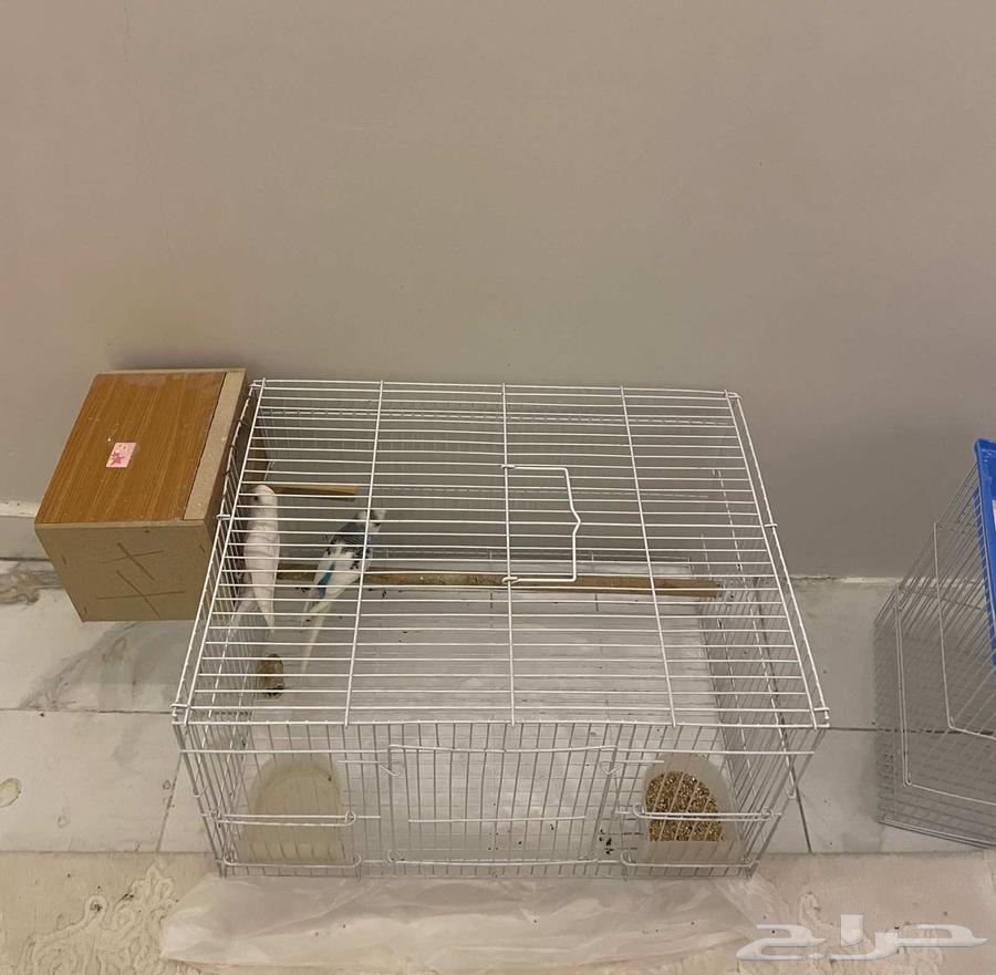 عصافير للبيع بحاله ممتازة سبب البيع مالها مكان64469181209347111