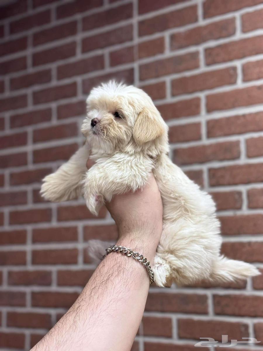 Shih Tzu Puppies64466642524417111