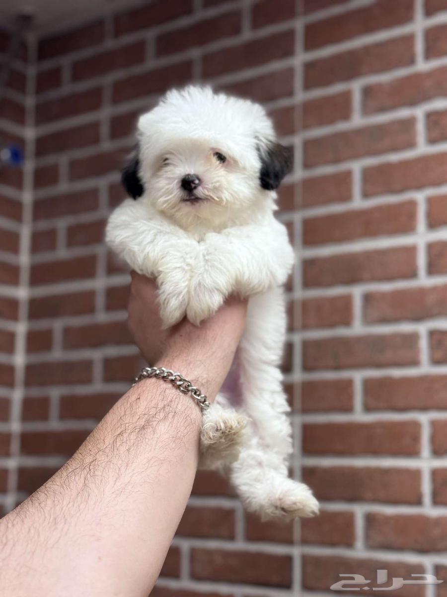 Shih Tzu Puppies64466642524417112