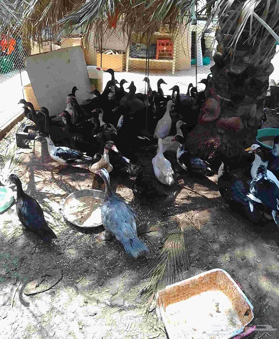 50 بطة بلدي للبيع جميعا لايوجد تفريد64468622535041112