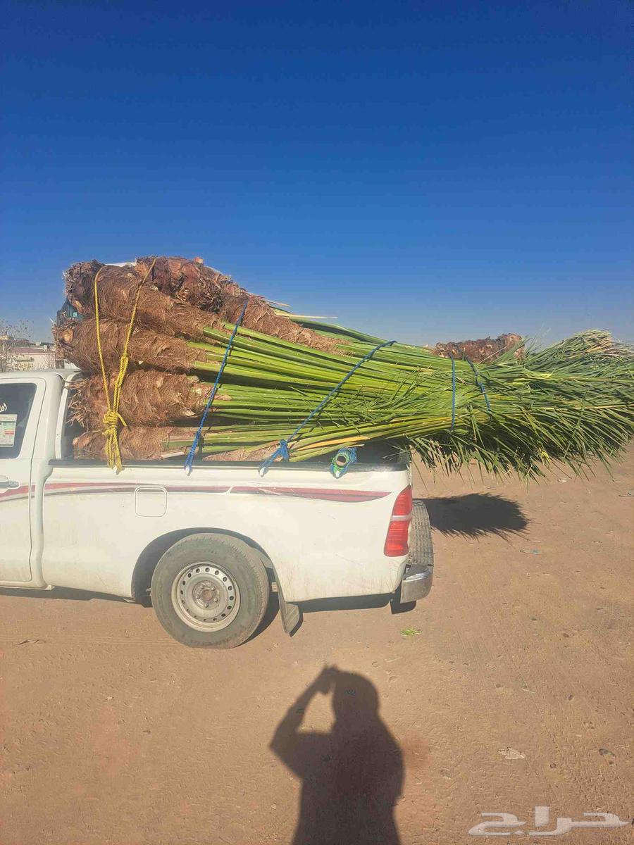 نخل للبيع وصل اليوم تبوك64468738663425110