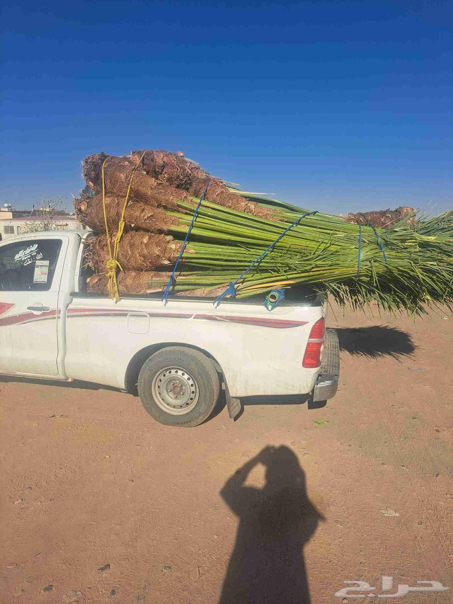 نخل للبيع وصل اليوم تبوك64468738663425112