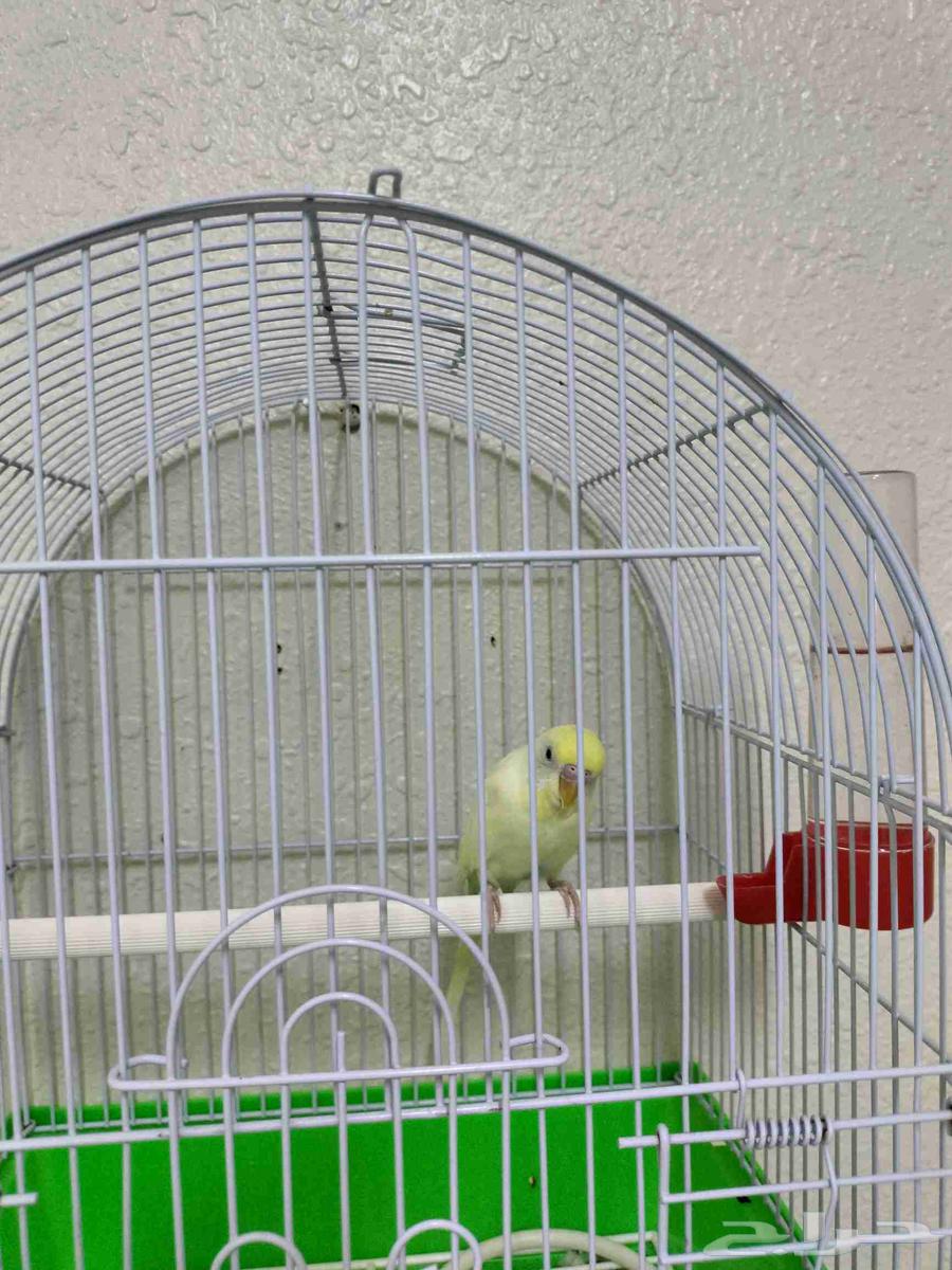 A bird64469781242241113