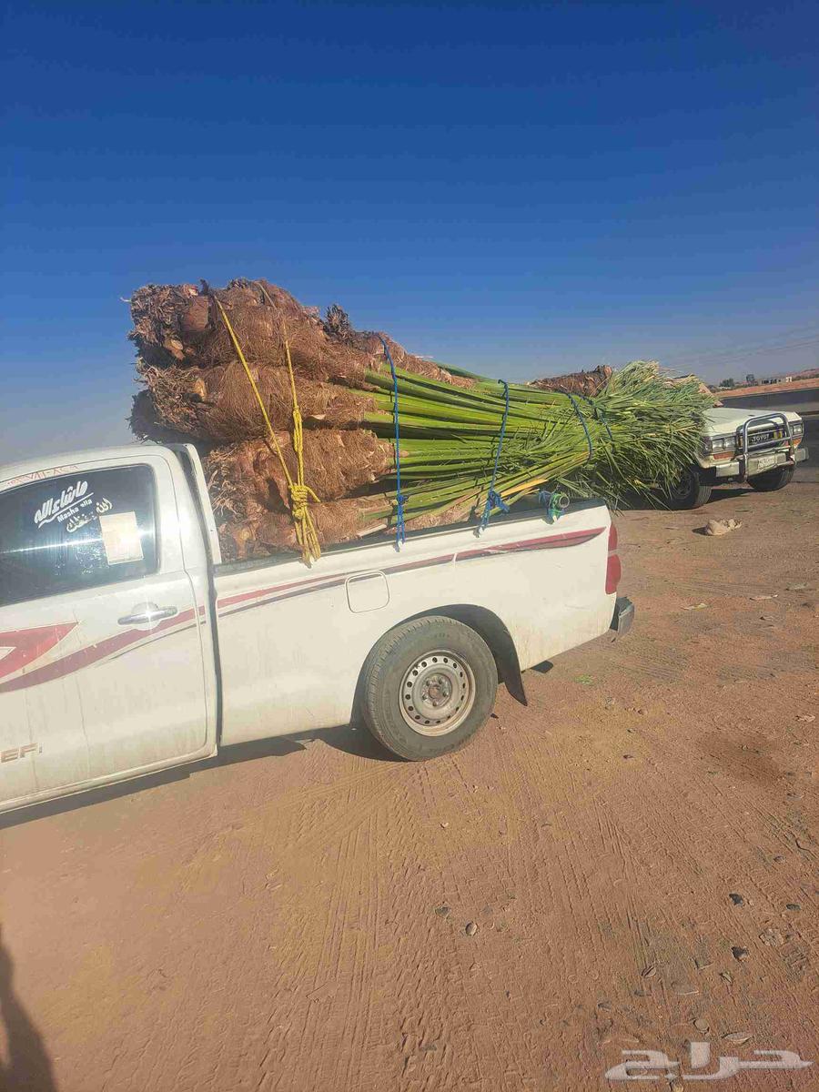 نخل للبيع وصل اليوم تبوك64468738663425114