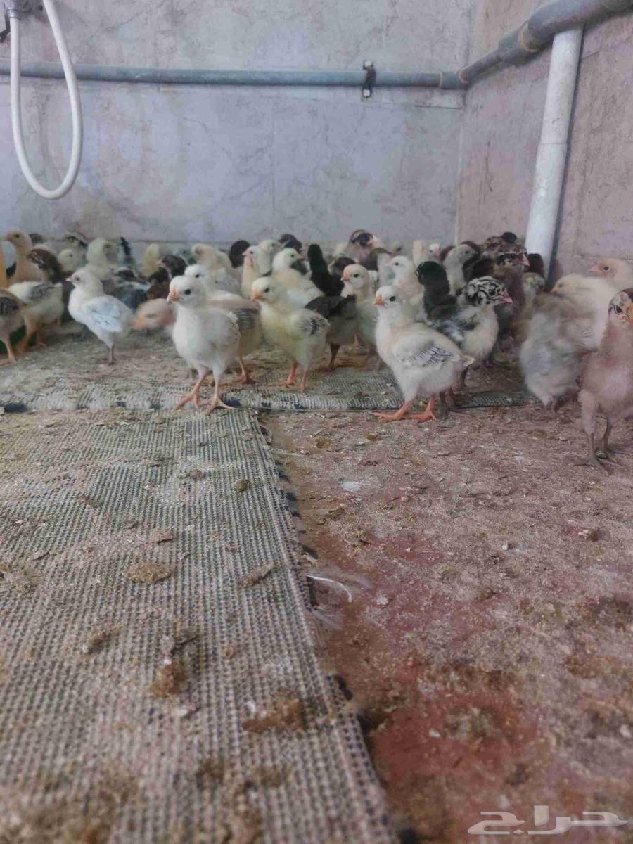 صوص بلدي للبيع64468329467138111