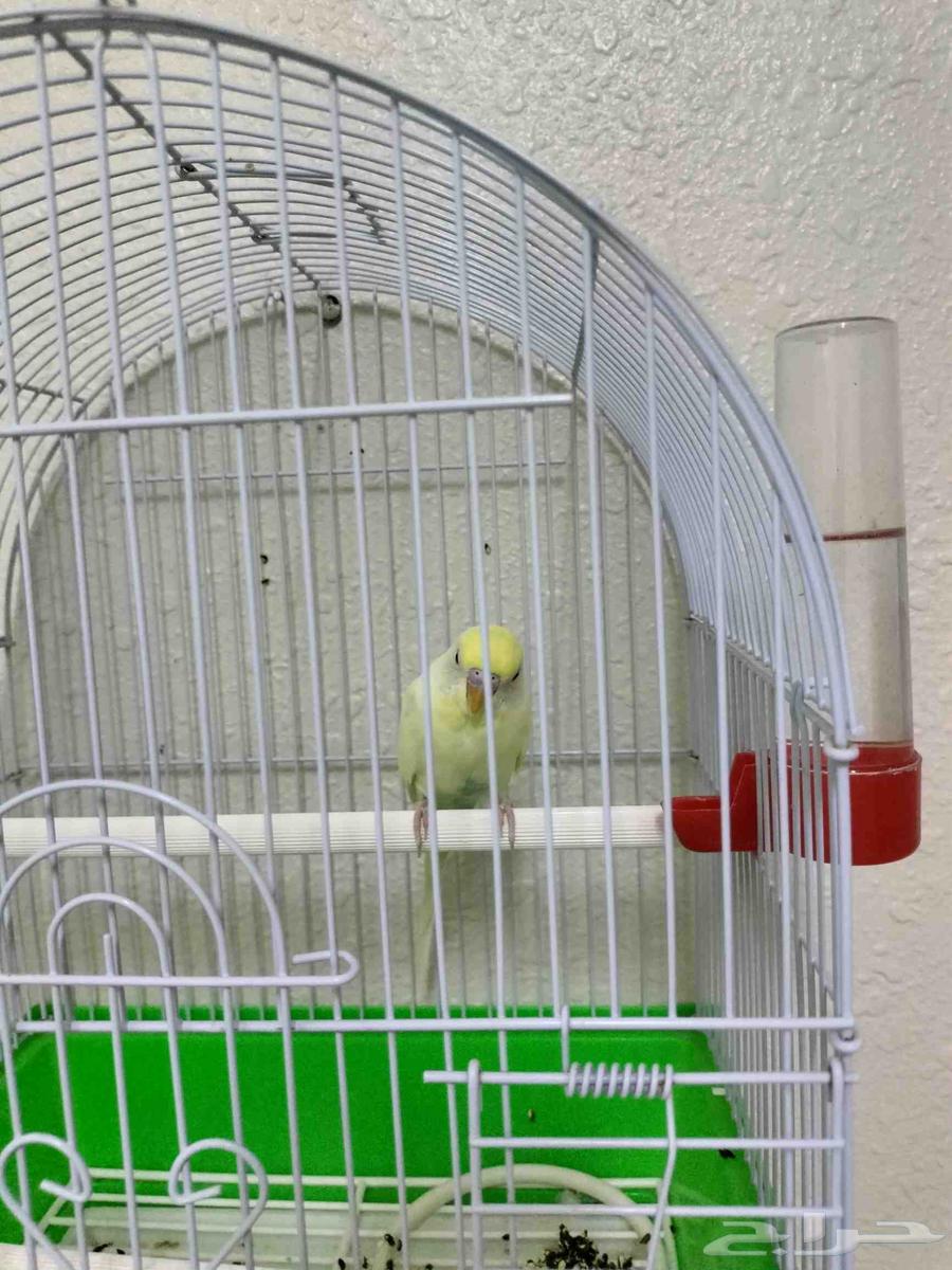 A bird64469781242241111