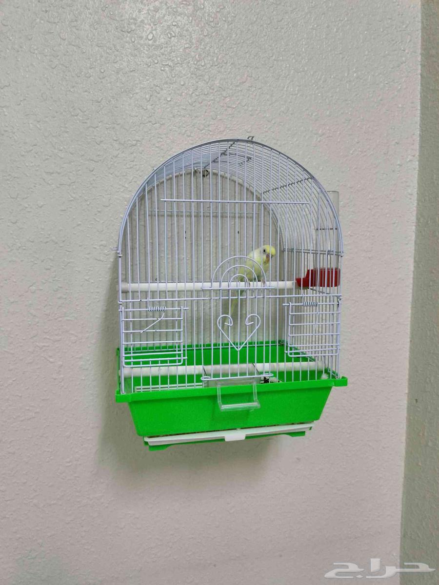 A bird64469781242241112