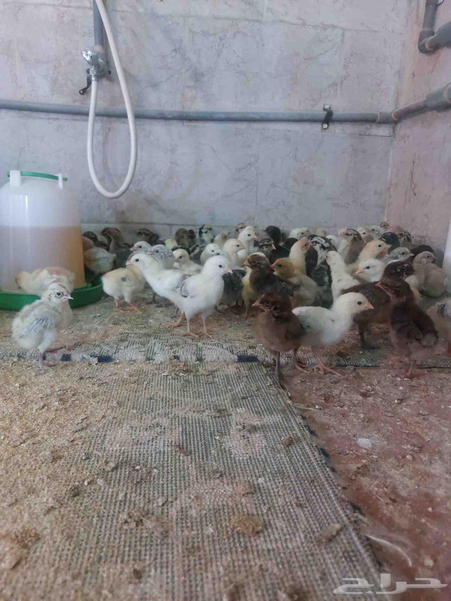 صوص بلدي للبيع64468329467138110