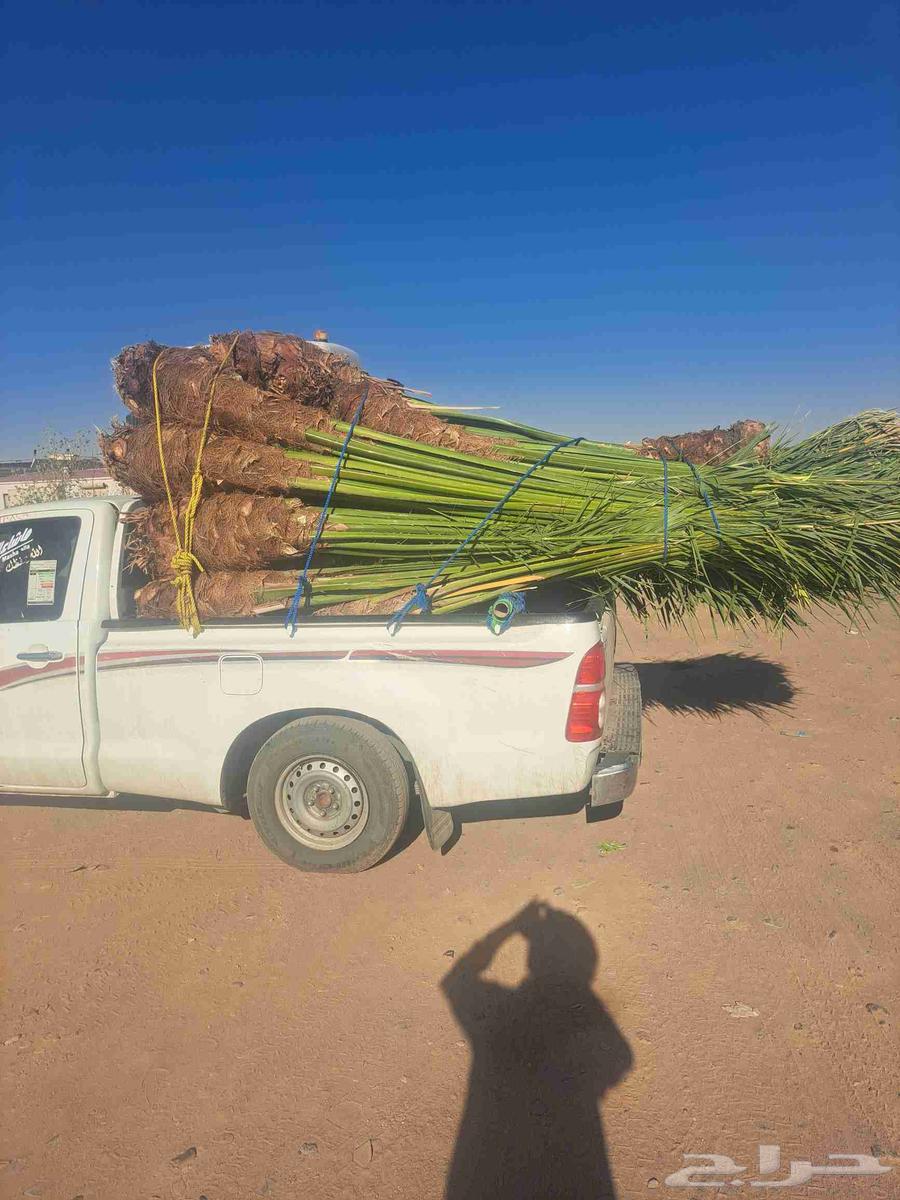 نخل للبيع وصل اليوم تبوك64468738663425111