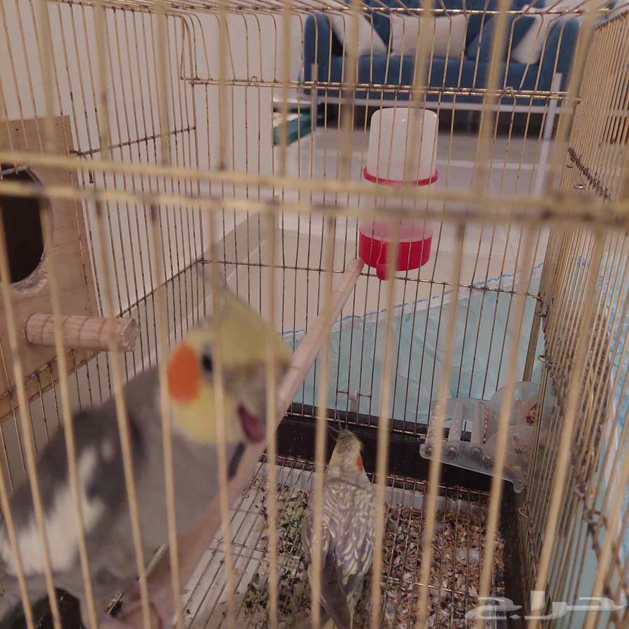 زوج كروان للبيع. الانثى أليفة جدا64465731001603111